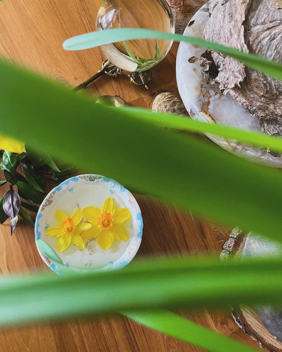 Daffodil Flower Essence for Optimism, SelfConfidence, and Fresh Start