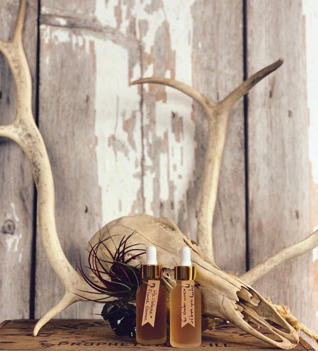 Black Hellebore Flower Essence for Shadow Work, Grief, Old Pain, Ances