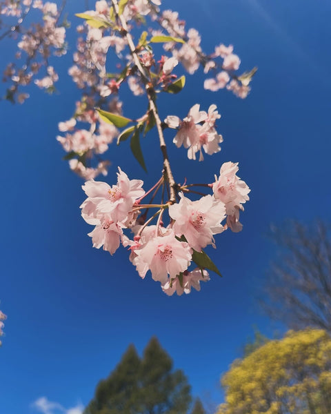 Cherry Blossom Flower Essence for Joy in the Midst of Chaos.