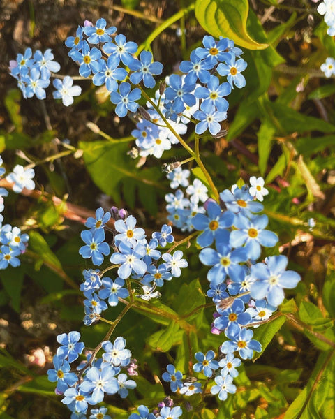 Forget-Me-Not Flower Essence for Peace, Perspective, and Remembrance.