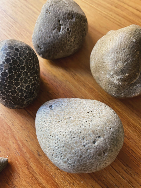 Honeycomb Coral : Found & Lightly Tumbled