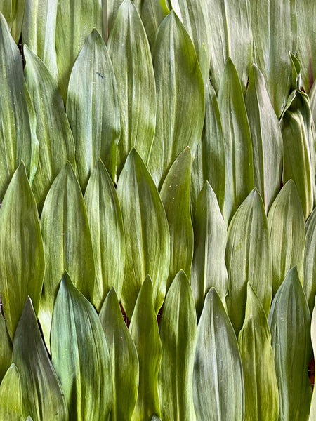Verdant Finishing Salt