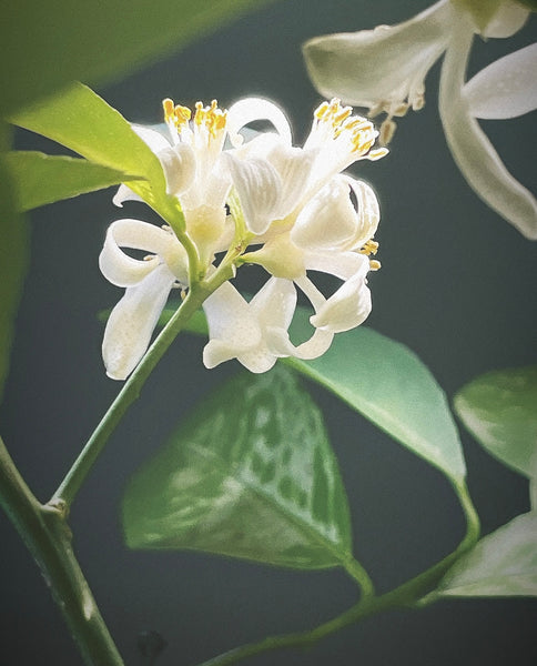 Flora, the Perfume