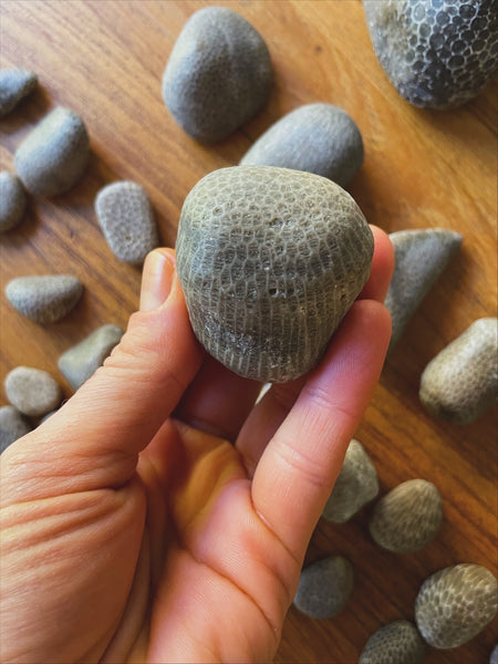 Honeycomb Coral : Found & Lightly Tumbled