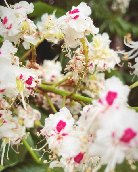 Horse Chestnut Flower Essence for Learning from Our Mistakes.