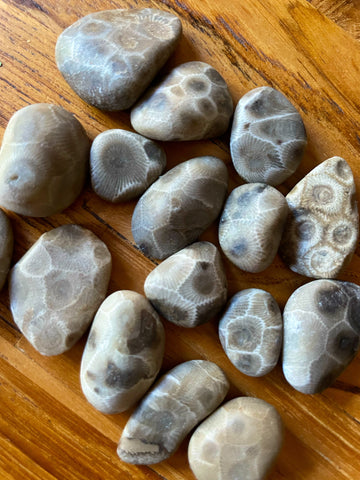 Petoskey Fossil : Found & Lightly Tumbled