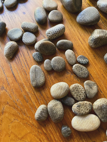 Honeycomb Coral : Found & Lightly Tumbled