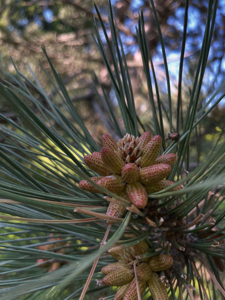 Pine Pollen Cascarilla