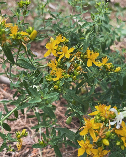 St. John’s Wort Solar Ritual Balm. Consecrate, Heal, & Protect.