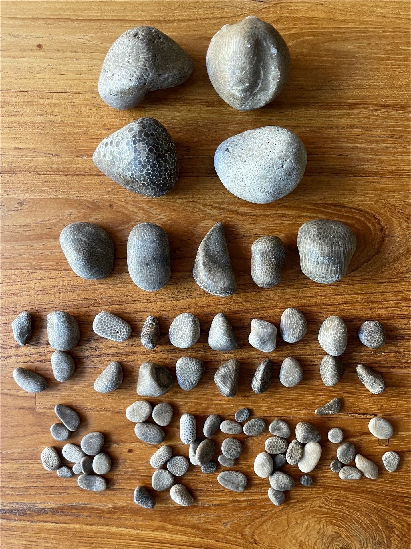 Honeycomb Coral : Found & Lightly Tumbled