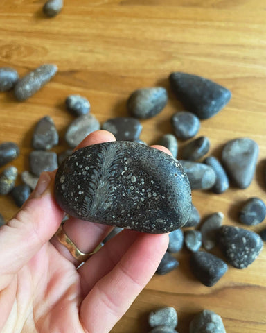 Fossil Garden : Found & Lightly Tumbled