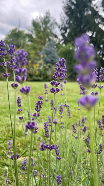Lavender Hydrosol