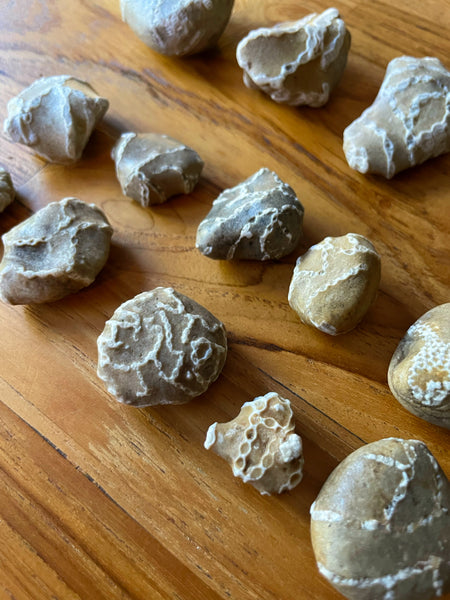 Chain Coral Fossil : Found