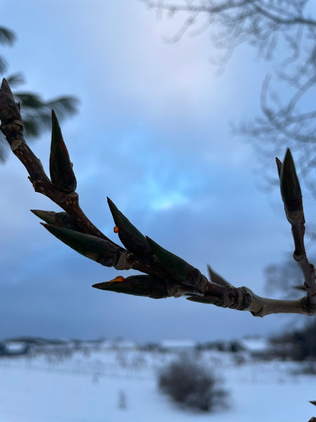 Nienna’s Cottonwood Oil