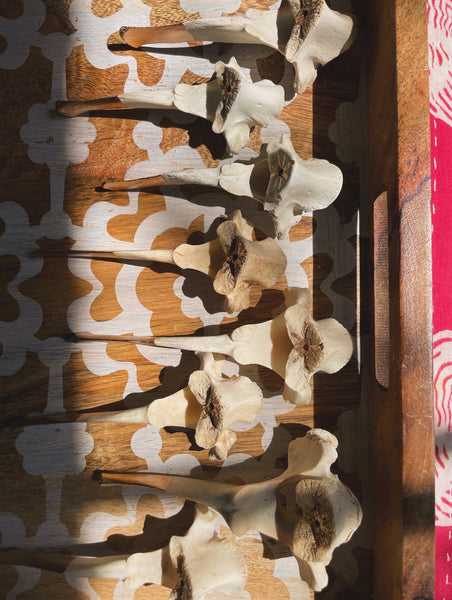 Bonefire Incense Holder