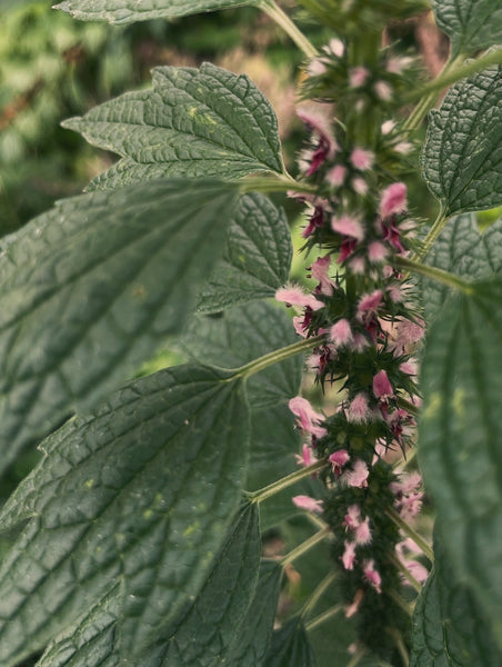 Motherwort Protection Pendant