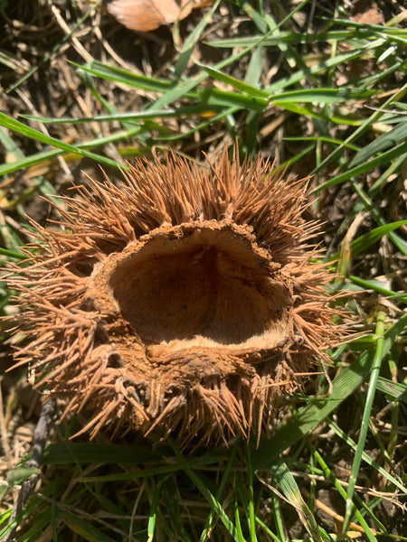 Horse Chestnut Flower Essence for Learning from Our Mistakes.
