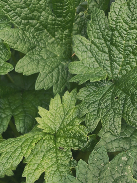 Motherwort Protection Pendant