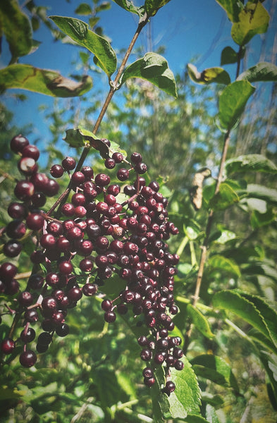 Elderberry Elixir with Clove: The Letting Go. Immune Support and Connection Through Ritual.