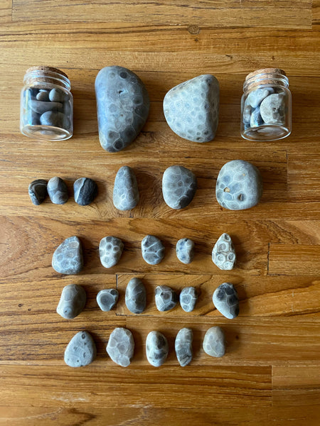 Petoskey Fossil : Found & Lightly Tumbled