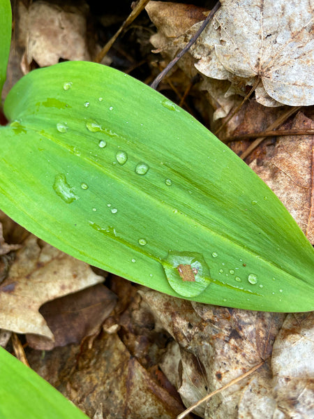 Verdant Finishing Salt