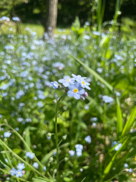 Forget-Me-Not Flower Essence for Peace, Perspective, and Remembrance.