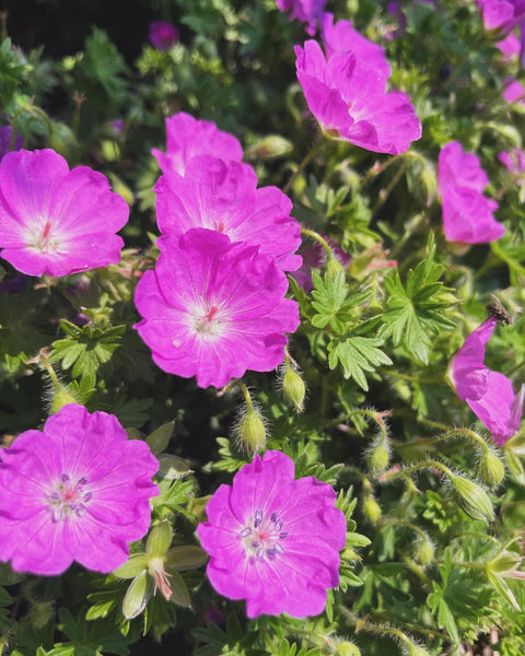 Bloody Geranium Flower Essence for Softening, Love, and an Expanding Life.