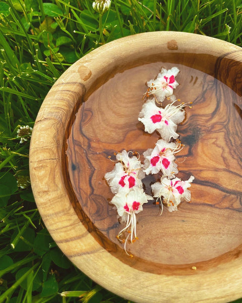 Horse Chestnut Flower Essence for Learning from Our Mistakes.