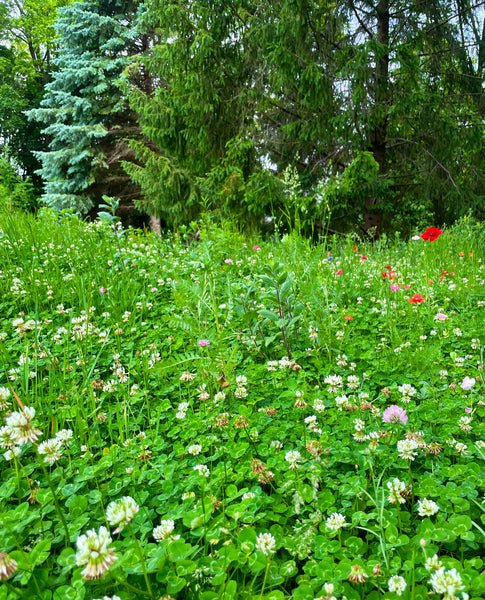 Meadow Balm for Prosperity & All the Things