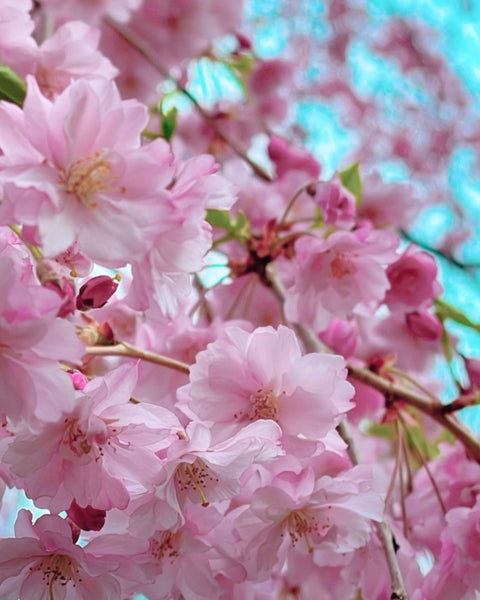 Cherry Blossom Flower Essence for Joy in the Midst of Chaos.