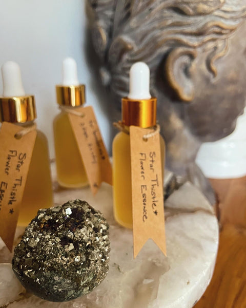 Star Thistle Flower Essence for Setting Boundaries.