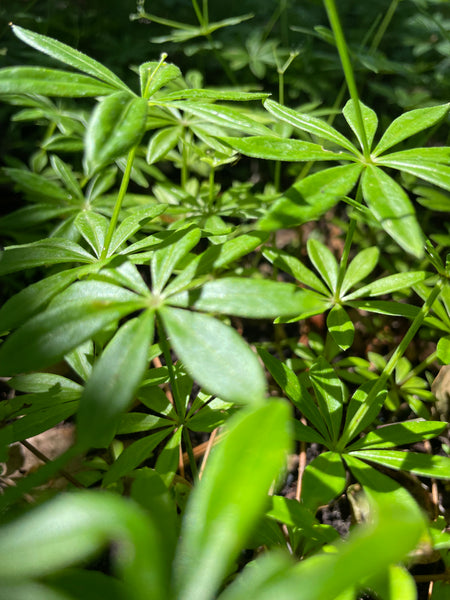 Sweet Woodruff!