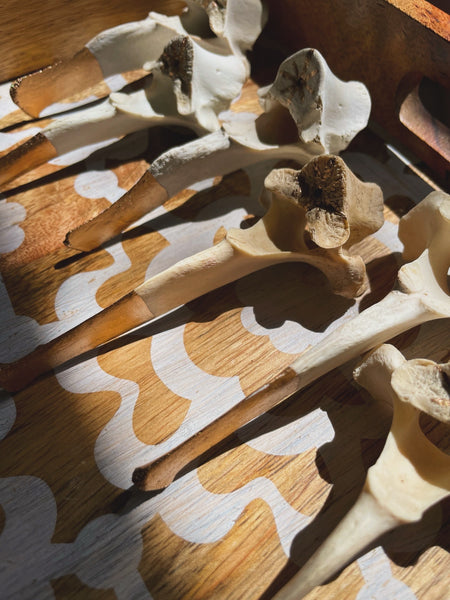 Bonefire Incense Holder