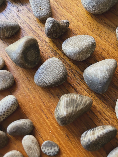 Honeycomb Coral : Found & Lightly Tumbled