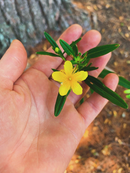 St. John’s Wort Oil