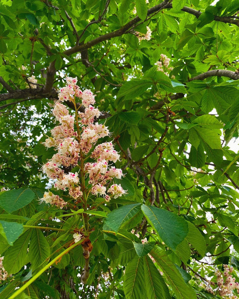 Horse Chestnut Flower Essence for Learning from Our Mistakes.