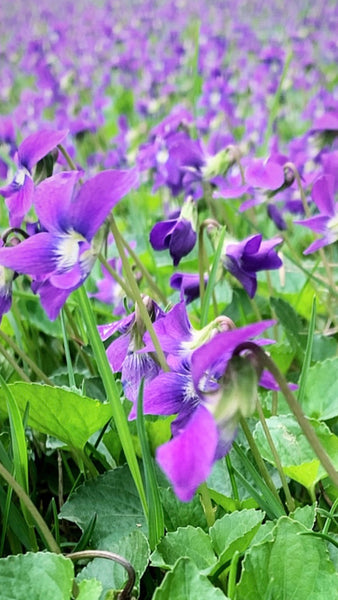 Flora, the Perfume