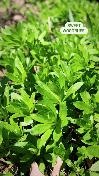 Sweet Woodruff!