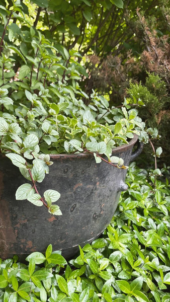 Mint Elixir with Clementine: The Celebrating. Digestive Ease, Calm Nerves, and Healing.