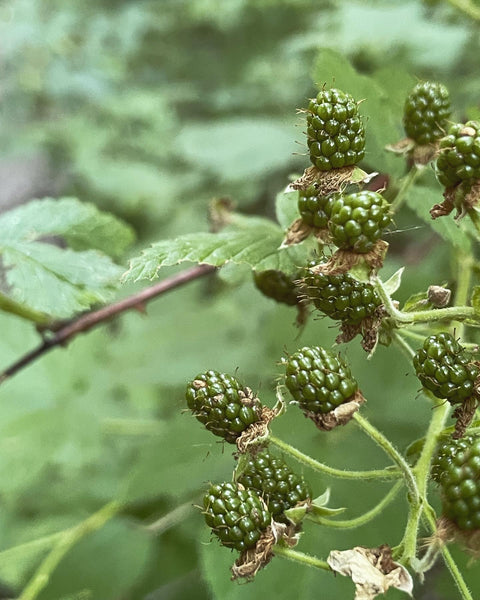 Motherwort Elixir with Blackberry & Hawthorn Berry: The Abounding. For Calm, Heart Health, Digestion, and Protection.