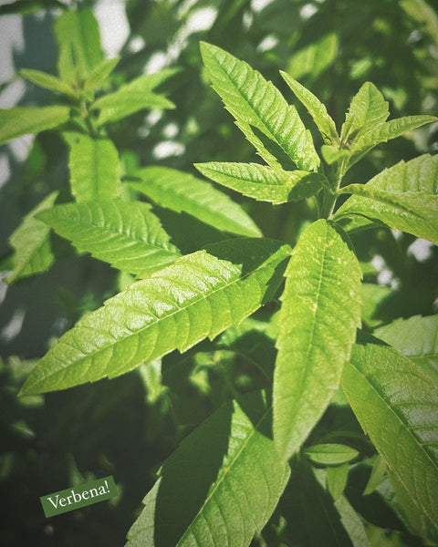 Summer Elixir Bundle: Lemon Balm Elixir, The Manifesting and Motherwort Elixir, The Abounding