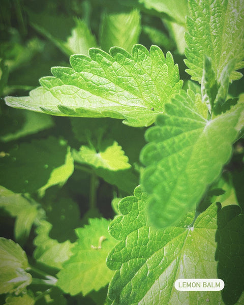 Lemon Balm Elixir with Lemon Verbena & Lemon Zest: The Manifesting. Calm Stress, Boost Immunity, & Attract.