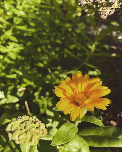 Sunny Honey Mask. Honey, Turmeric, & Yellow Clay.