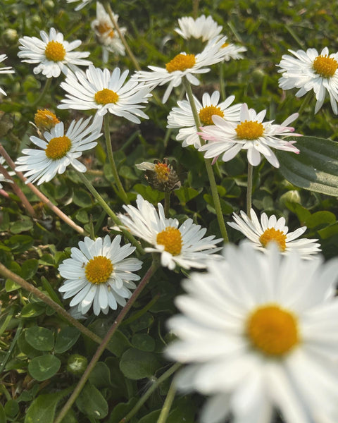 Meadow Balm for Prosperity & All the Things