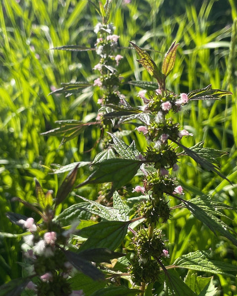 Motherwort Elixir with Blackberry & Hawthorn Berry: The Abounding. For Calm, Heart Health, Digestion, and Protection.