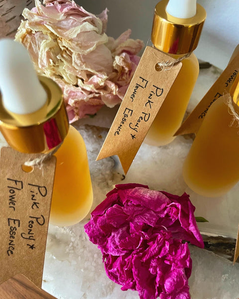 Peony Flower Essence for Abundance, Possibility, and Attraction Magic.