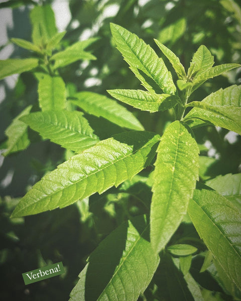 Lemon Balm Elixir with Lemon Verbena & Lemon Zest: The Manifesting. Calm Stress, Boost Immunity, & Attract.