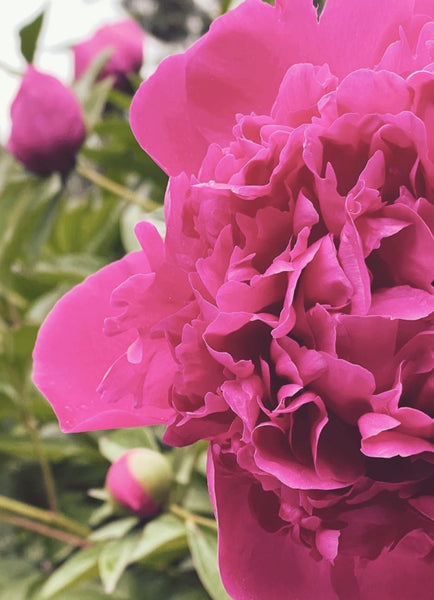 Peony Flower Essence for Abundance, Possibility, and Attraction Magic.