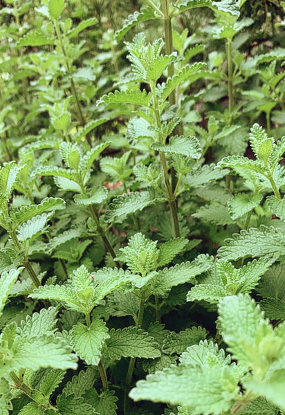 Winter Elixir Bundle: Mint Elixir, The Celebrating and Damiana Elixir, The Quickening