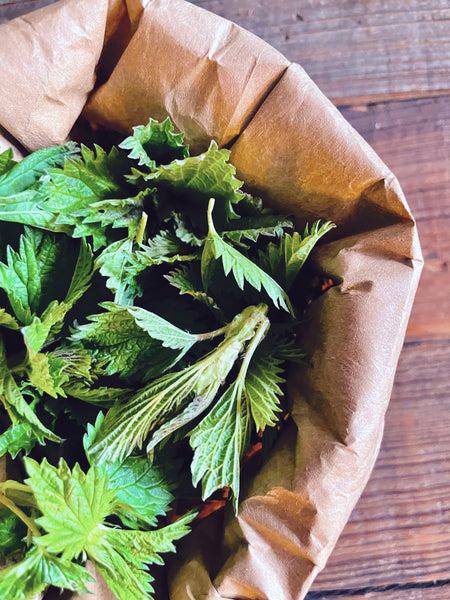 Nettle with Rhubarb & Apricot Elixir: The Greening. Nourishing Seasonal Support and Conflict Resolution.